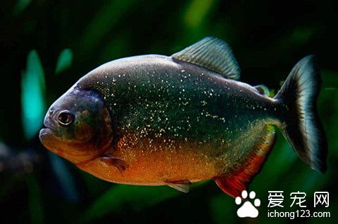 渔药管理办法 鱼使用渔药的基本注意事项