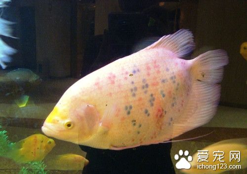 磺胺六甲氧嘧啶 鱼使用磺胺六甲氧嘧啶的作用