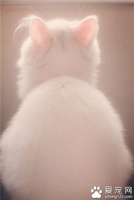 喵星人，不要被人家销魂的背影迷住了〜