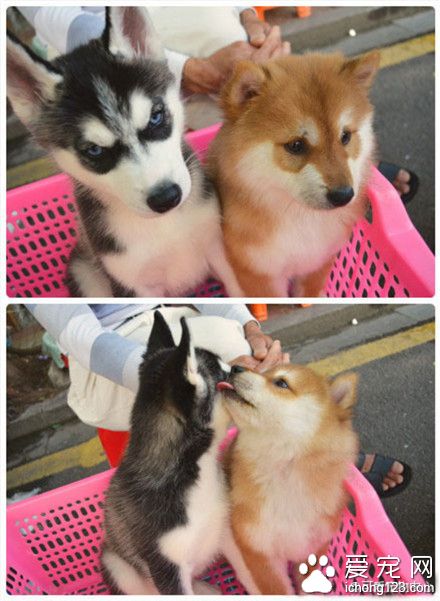 两只摆在一起太有喜感了~毫无违和感啊~~~