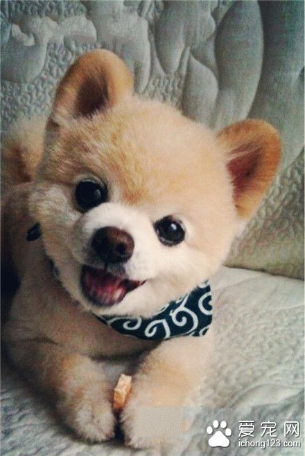 汪星人，我的小耳朵帅不帅气？