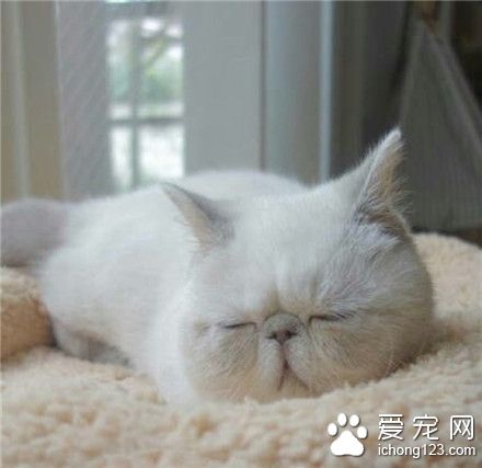 喵星人，懒懒的趴着，有颜，任性！