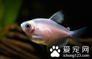 土霉素 鱼使用土霉素的作用及使用方法