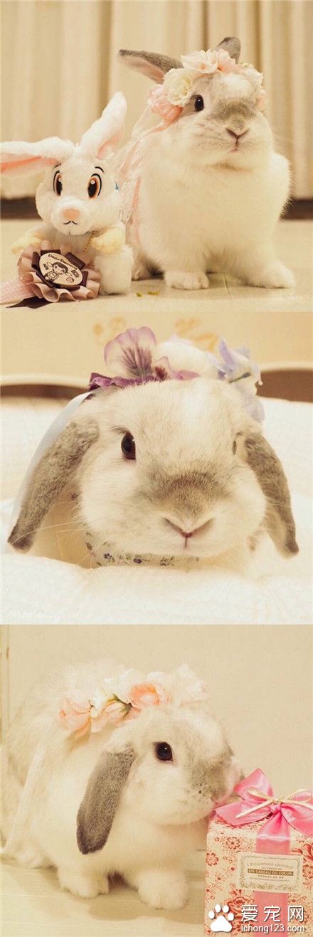 萌兔，可爱软萌~