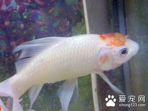 穿心莲 鱼使用穿心莲的作用及使用的方法