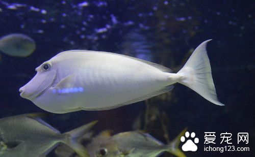 草鱼出血病的治疗 草鱼出血病的症状及预防措施