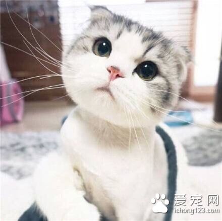 喵星人，到底为什么呢？