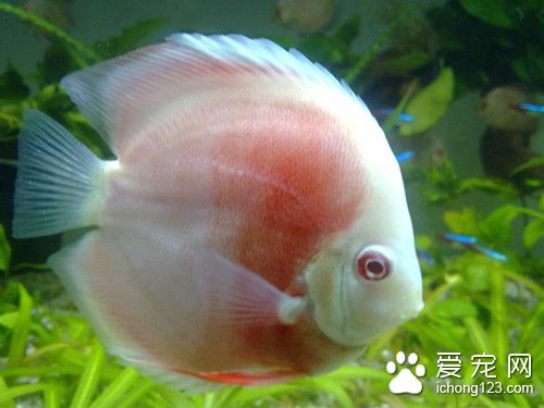 二氧化氯 鱼使用二氧化氯的作用及使用方法