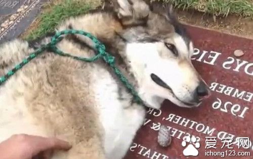 主人死去后 狗狗在其墓碑上泣不成声