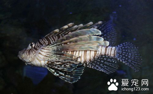 大蒜 鱼使用大蒜的作用及使用的方法