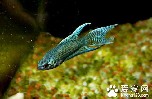 口服法 鱼的常用药物口服法的使用方法