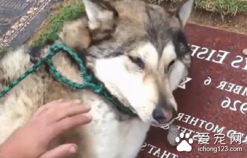 主人死去后 狗狗在其墓碑上泣不成声