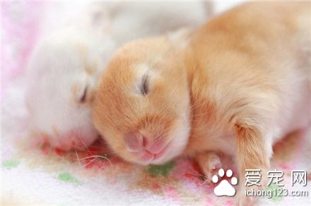 嫩嫩的小兔纸！