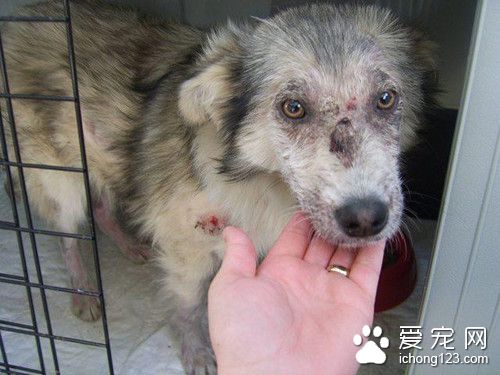 校园里流浪狗被人用石头追打 最后救下是怕狗女孩