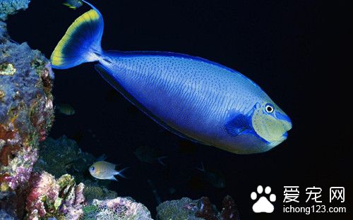 挂袋法 鱼的常用药物挂袋法的使用方法