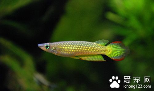 全池泼洒法 鱼常用药物全池泼洒法的使用方法