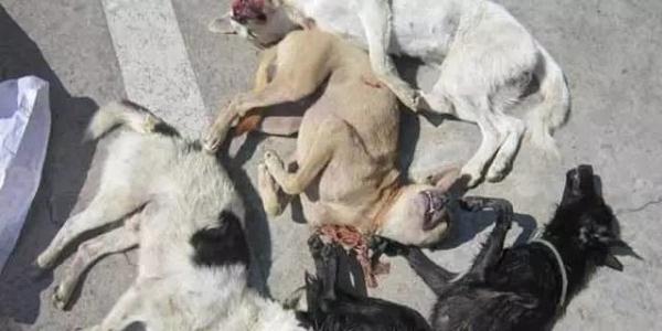 别人的宠物犬被送上餐桌 失踪宠物狗牵出毒食品大案