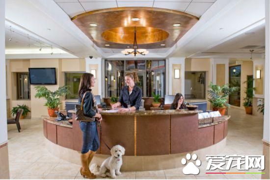 活的不如狗！住豪华房享受按摩，揭秘超奢华宠物酒店