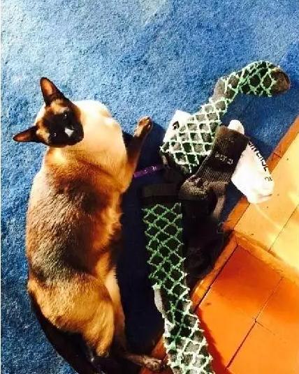 惊现专偷男士内裤的怪癖猫，特殊爱好让主人无奈搬家