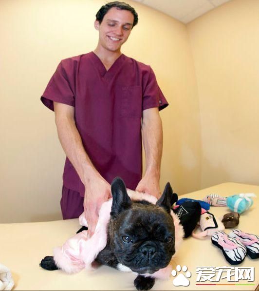 活的不如狗！住豪华房享受按摩，揭秘超奢华宠物酒店