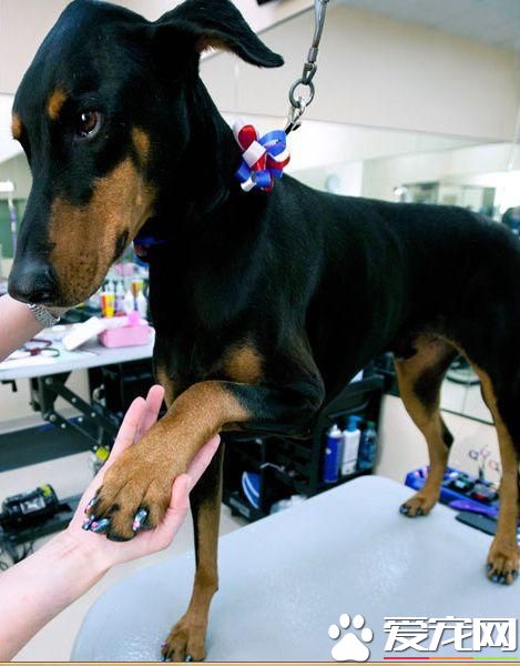 活的不如狗！住豪华房享受按摩，揭秘超奢华宠物酒店