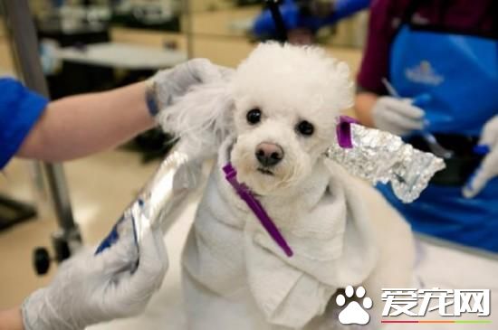 活的不如狗！住豪华房享受按摩，揭秘超奢华宠物酒店