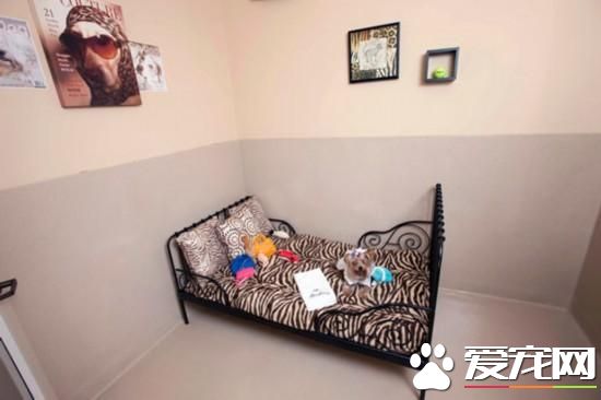 活的不如狗！住豪华房享受按摩，揭秘超奢华宠物酒店