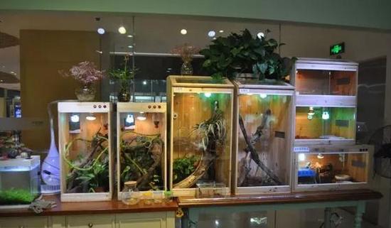 选购宠物需谨慎 湖州一宠物店老板售卖另类爬宠被抓