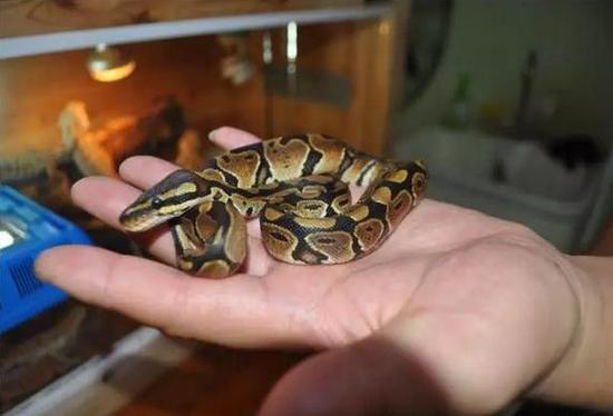 选购宠物需谨慎 湖州一宠物店老板售卖另类爬宠被抓