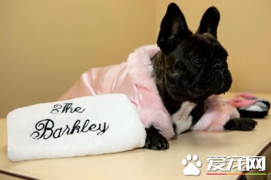 活的不如狗！住豪华房享受按摩，揭秘超奢华宠物酒店