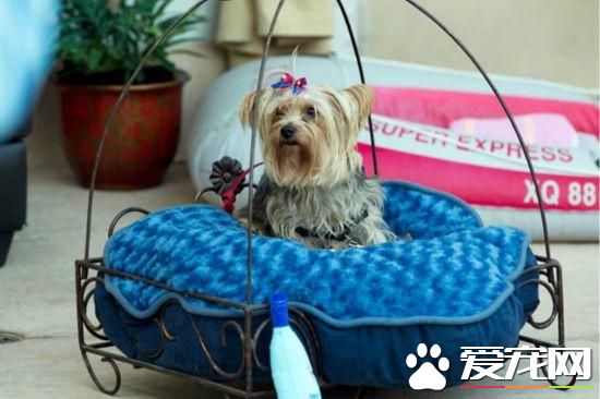 活的不如狗！住豪华房享受按摩，揭秘超奢华宠物酒店