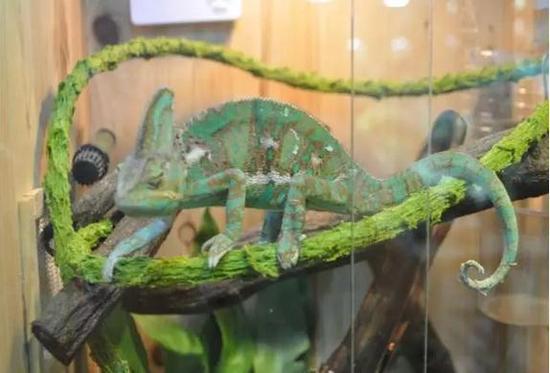 选购宠物需谨慎 湖州一宠物店老板售卖另类爬宠被抓