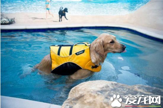 活的不如狗！住豪华房享受按摩，揭秘超奢华宠物酒店