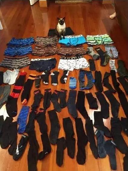 惊现专偷男士内裤的怪癖猫，特殊爱好让主人无奈搬家