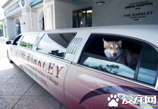 活的不如狗！住豪华房享受按摩，揭秘超奢华宠物酒店