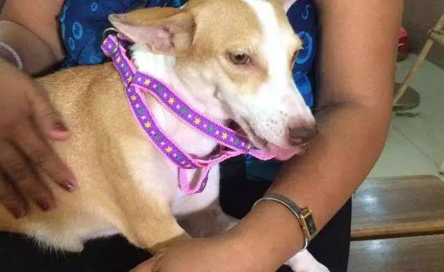 主人因心脏病送医院，接下来的一幕让人泪流满面