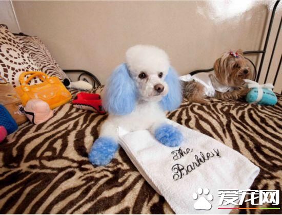 活的不如狗！住豪华房享受按摩，揭秘超奢华宠物酒店