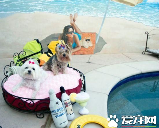 活的不如狗！住豪华房享受按摩，揭秘超奢华宠物酒店