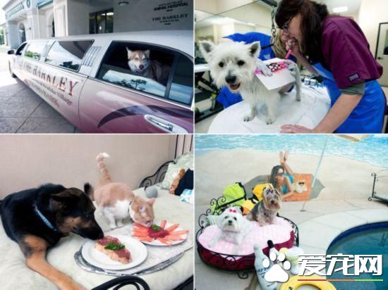 活的不如狗！住豪华房享受按摩，揭秘超奢华宠物酒店