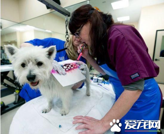 活的不如狗！住豪华房享受按摩，揭秘超奢华宠物酒店