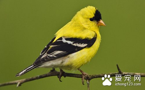 传染性法氏囊病病毒 鸟传染性法氏囊病的防治