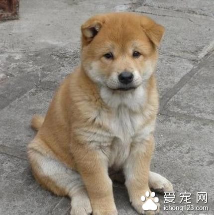 一只田园犬不如的狗狗 它的主人倾家荡产也要救它