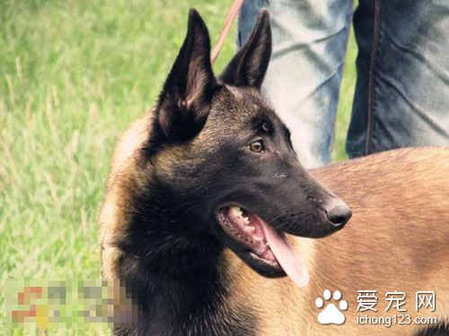 比利时马林诺斯犬好养吗 该犬不难饲养