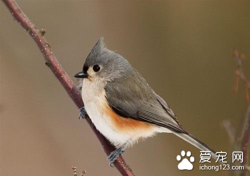 传染性支气管炎 鸟传染性支气管炎的防治方法