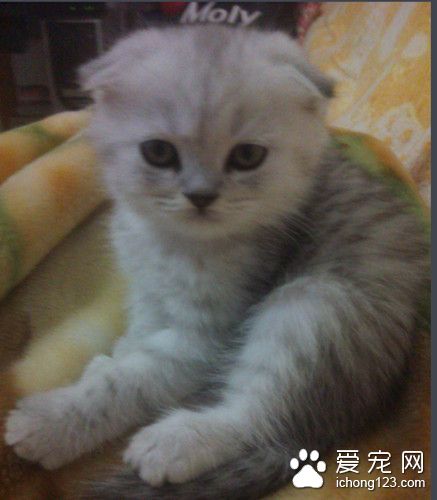 世界最贵的宠物猫 竟是黄晓明送给老婆的折耳猫