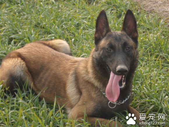 比利时马林诺斯犬多少钱 血统纯正的较贵