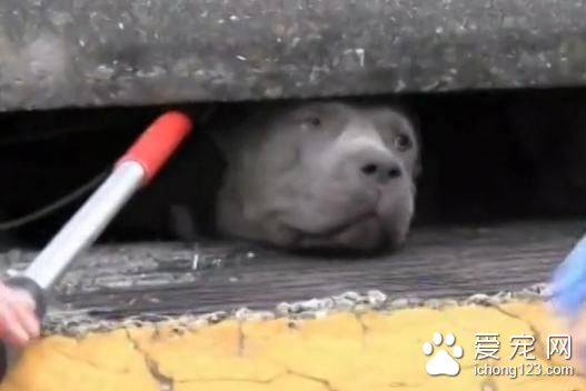 斗牛犬被卡在下水道 被救出的一瞬间世界都亮了