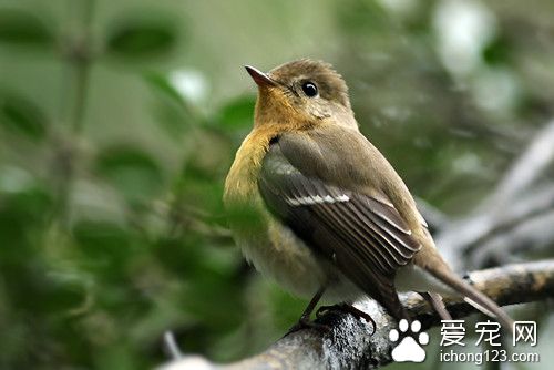 食谷性鸟类 鸟类食谷及食虫需要注意事项