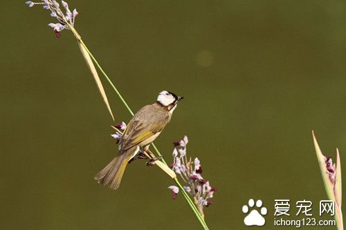 螨虫病症状 鸟螨虫病症状需要防治的方法