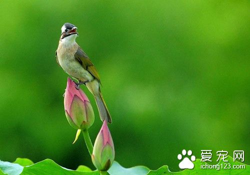 尾脂腺炎 鸟尾脂腺炎的症状及防治的方法
